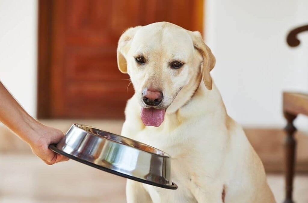 Best Dog Food in India | Adult Dog Food