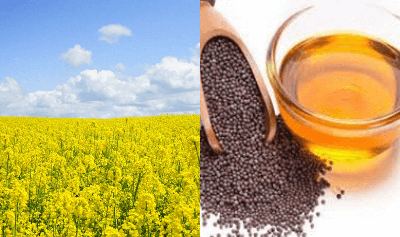 How to Detect Adulteration in Mustard Oil?